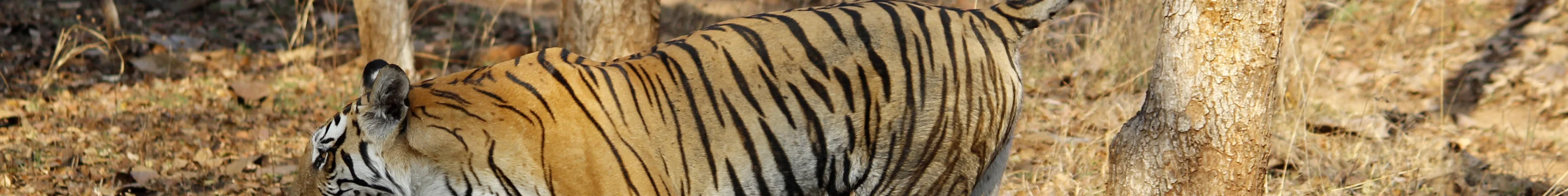 Tiger in Pench