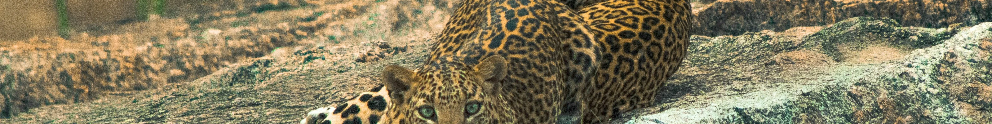 Jawai leopard