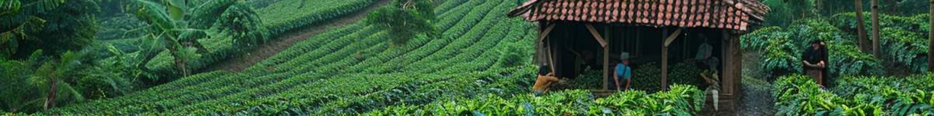 Coffee plantation in Chikmagalur