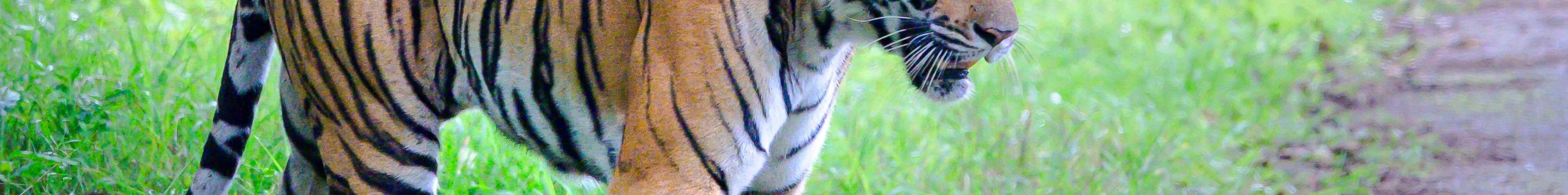 Kabini tiger 3