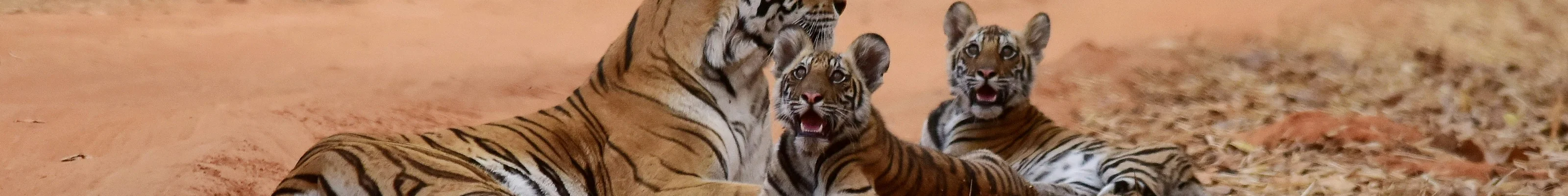 Bandhavgarh National Park tigers
