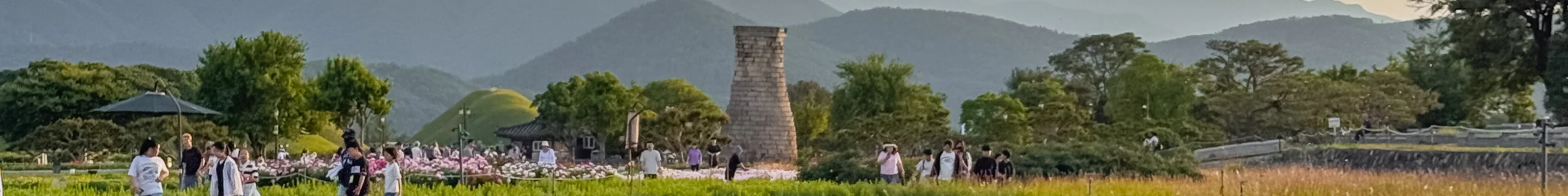 Full poppy field in Gyeongju with the observatory and hills in the background
