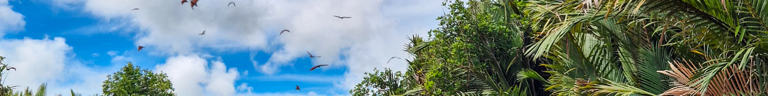 Flying Foxes in the mangroves of Tabin, Borneo