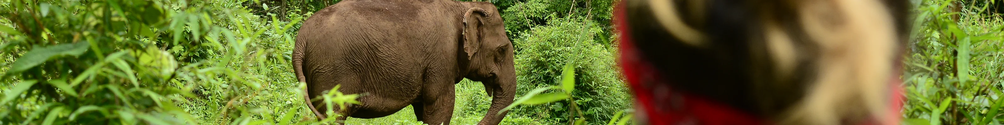 Cambodia Mondulkiri Elephant Valley trekking with rescued elephants
