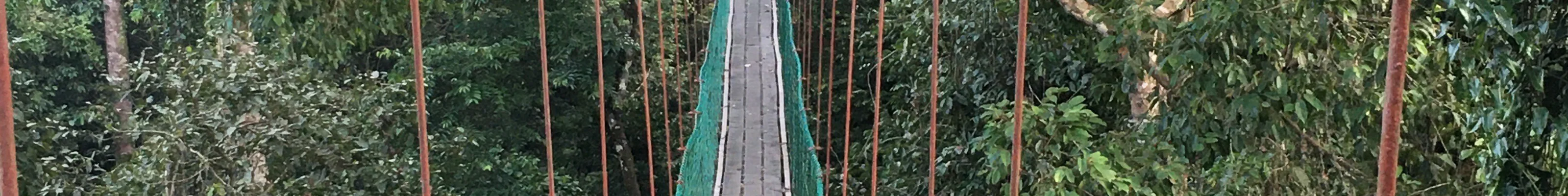 Tourist crossing a hanging bridge in the Danum Valley, Borneo