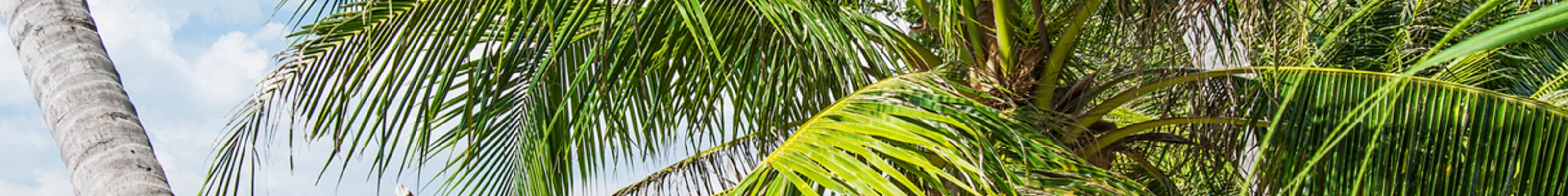 Beachside restaurant seating under a palm tree on a quiet beach in Kep, Cambodia