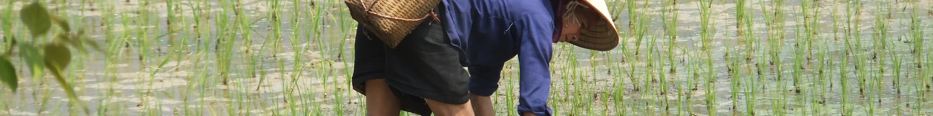 A local Vietnamese woman harvesting rice in a paddy in Mai Chau countryside