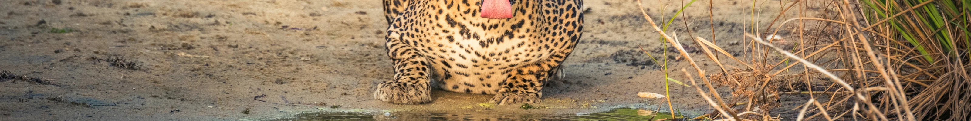Drinking Leopard, Wilpattu. Sri Lanka