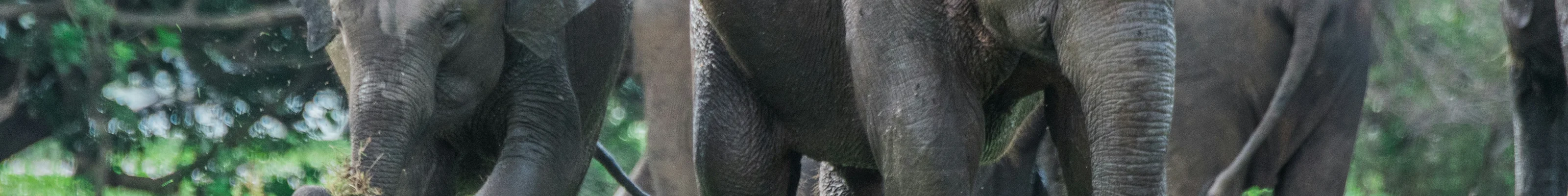 Elephants, Minneriya, Sri Lanka