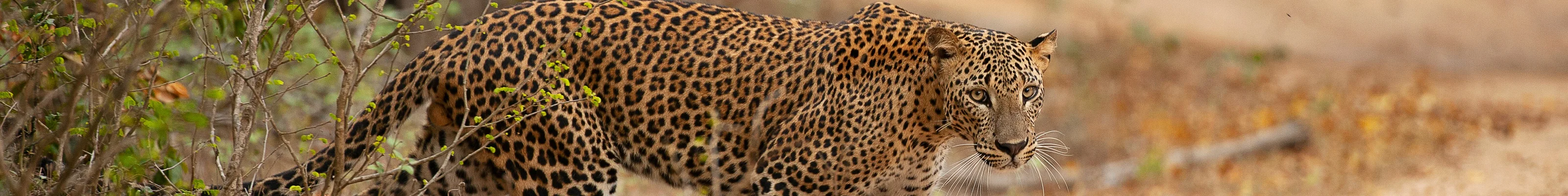 Leopard appears, Yala, Sri Lanka