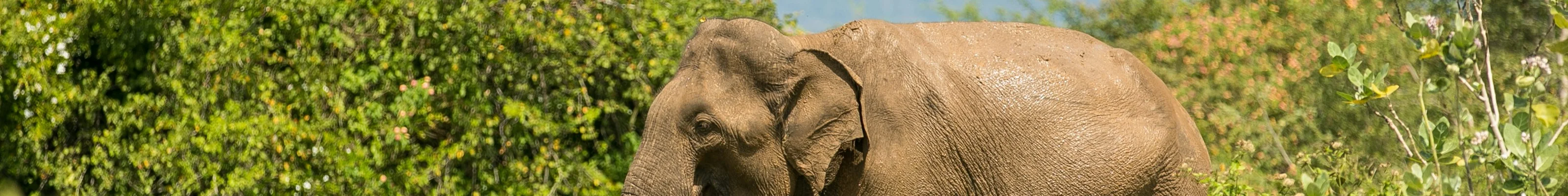 Lone Elephant, Udawalawe, Sri Lanka