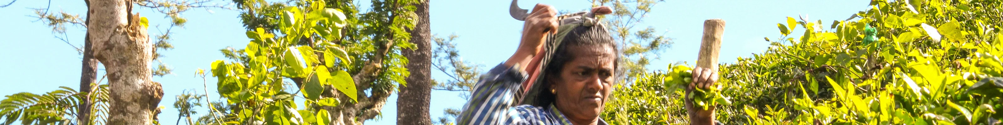Teapicker, Haputale, Sri Lanka