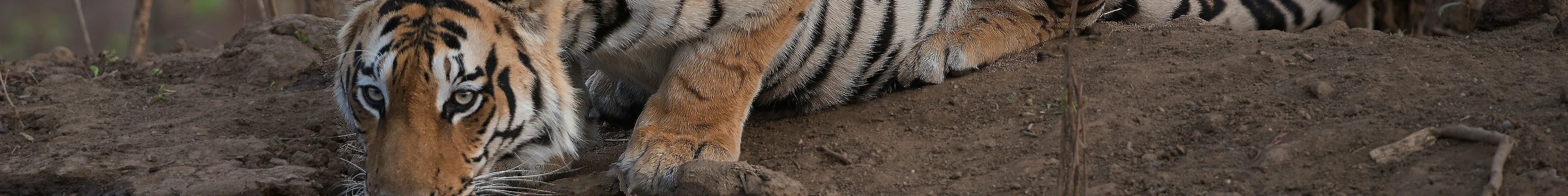 Drinking Tiger, Pench, India