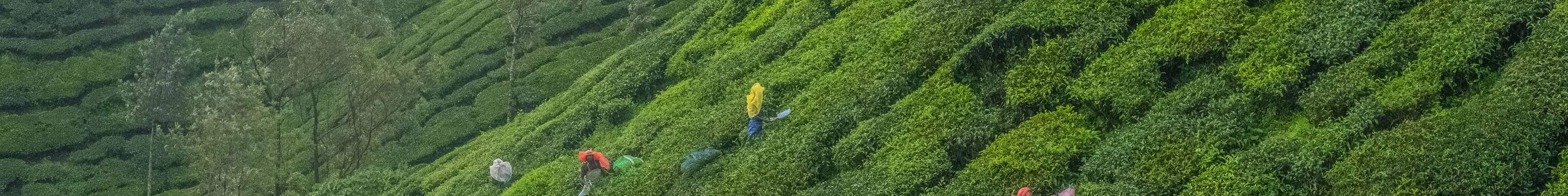 Munnar Tea Pickers, Munnar, India