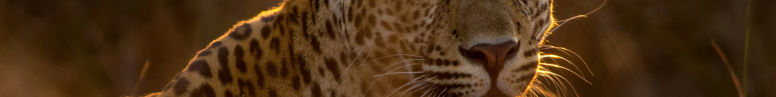 Panna Leopard, Panna, India