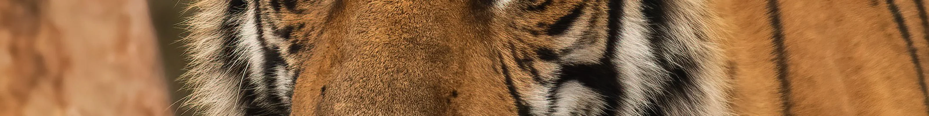 Tiger Kabini, Kabini, India