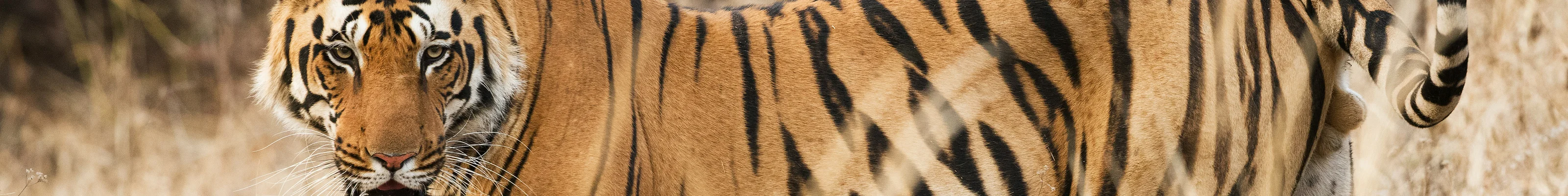 Tiger in the long grass, Kanha, India