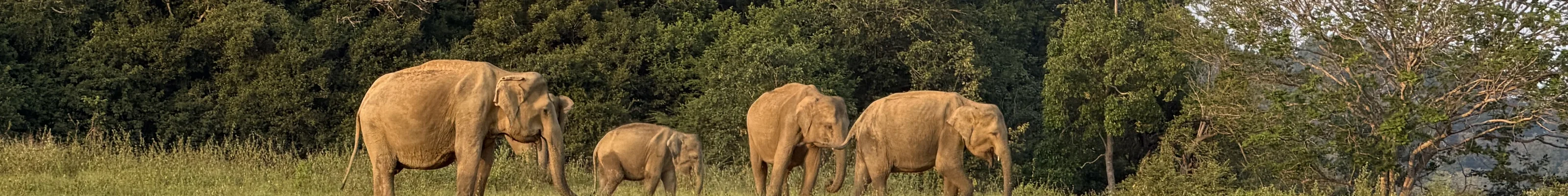 GalOyaNP Elephants