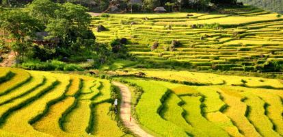 Rice terraces at Pu Luong