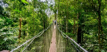 Canopy walkway in Borneo