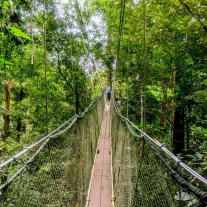 Canopy walkway in Borneo