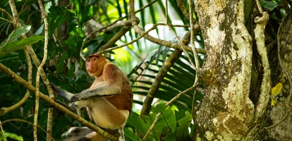 Proboscis monkey in Borneo