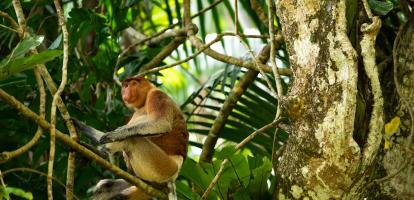 Proboscis monkey in Borneo