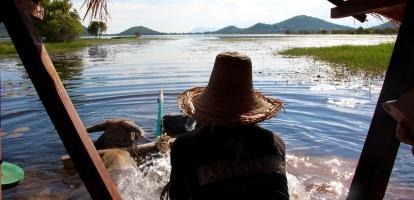 Oxen pulled cart in the river of Cambodia