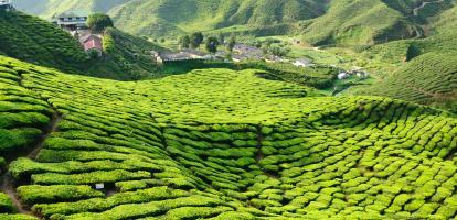 Tea plantations of Cameron Highlands