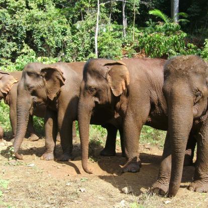 Group of Asian elephants graze in a clearing in the jungle as part of the Elephant Valley Project