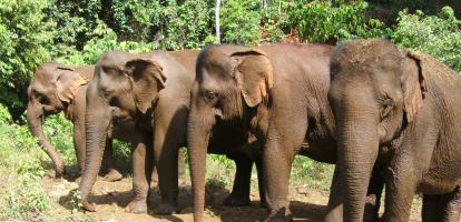 Group of Asian elephants graze in a clearing in the jungle as part of the Elephant Valley Project