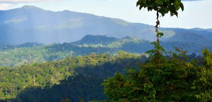 View of the canopy in Danum Valley