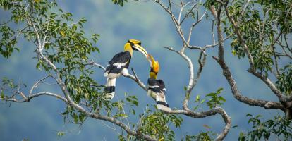 Birds in Borneo