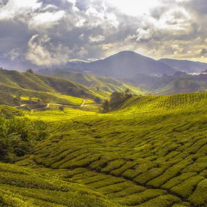 Tea plantations of Cameron Highlands