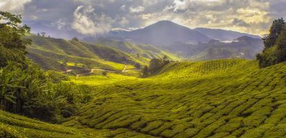 Tea plantations of Cameron Highlands