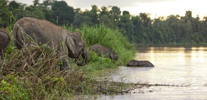 Elephant on the banks of the Kinabatangan River