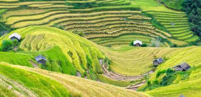 Vietnam hillside