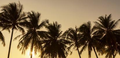 Palm trees at sunset