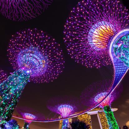 Singapore supertrees illuminated at night
