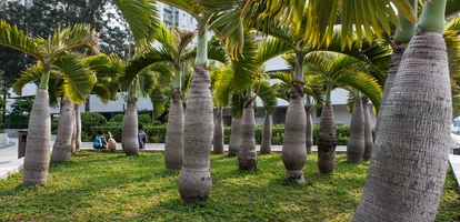 Palm trees in park