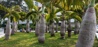 Palm trees in park