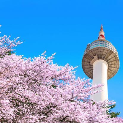 Beautiful cherry blossom trees with Seoul Tower in the background against vibrant blue sky