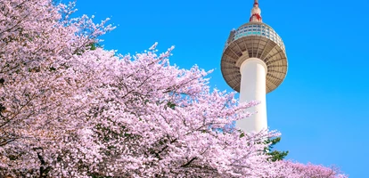 Seoul Tower rises above beautiful cherry blossom trees agains vibrant sky background
