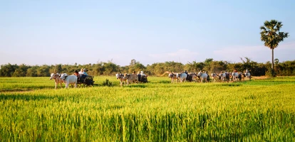 water buffaloes carry tourists along rice paddies in the region around the Mekong Delta