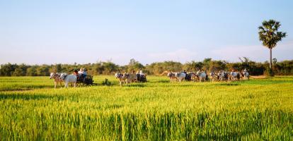water buffaloes carry tourists along rice paddies in the region around the Mekong Delta