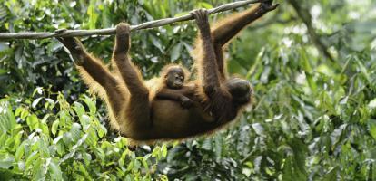 Mother and baby orangutan at Sepilok Orangutan Rehabilitation Centre