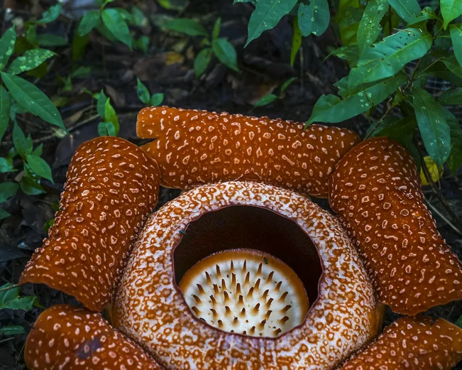 Rafflesia Flower in Malaysia