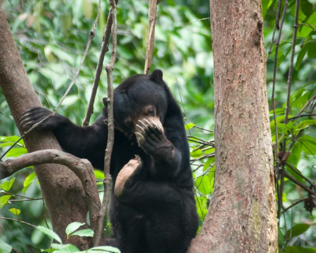 Borneo Sun Bear 