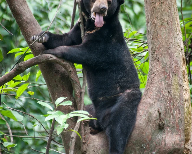 Sun Bear at Bornean Sun Bear Conservation Centre - Alastair Donnelly 