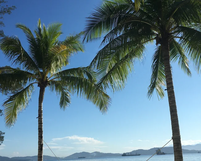 Palm trees at Gaya Island